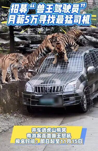 中岩投资 洛阳一野生动物园：月薪5万招聘猛兽区司机属实，报名人数多，要经过筛选